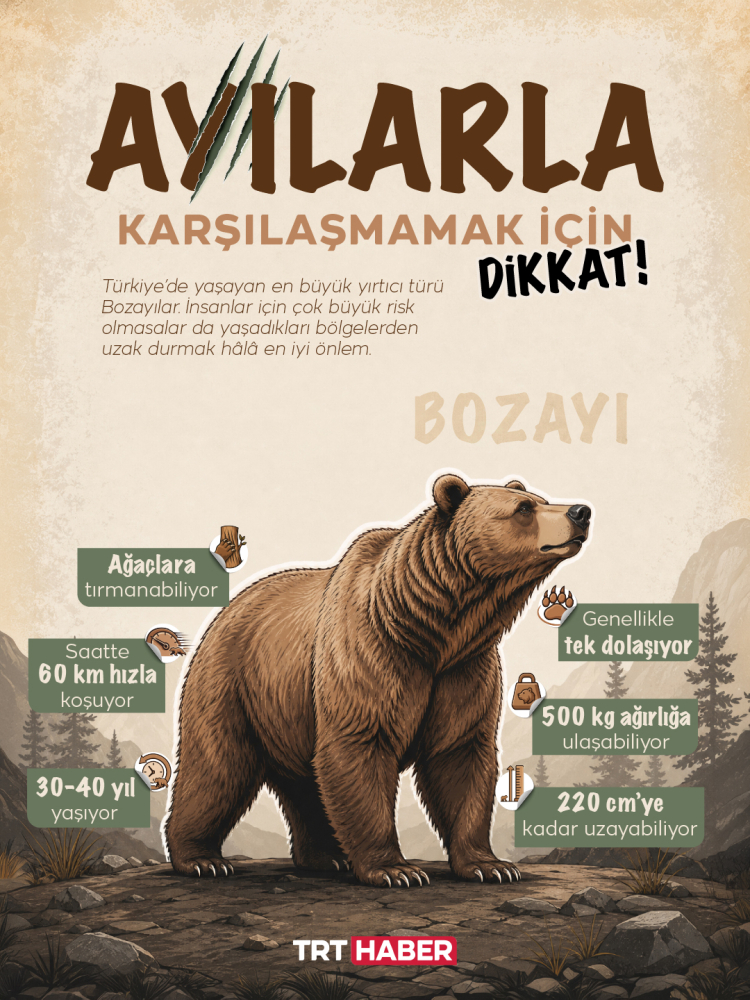 Yaşam alanlarından uzak durulduğu sürece ayılar tehdit değil